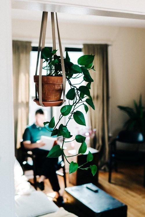 living room plants