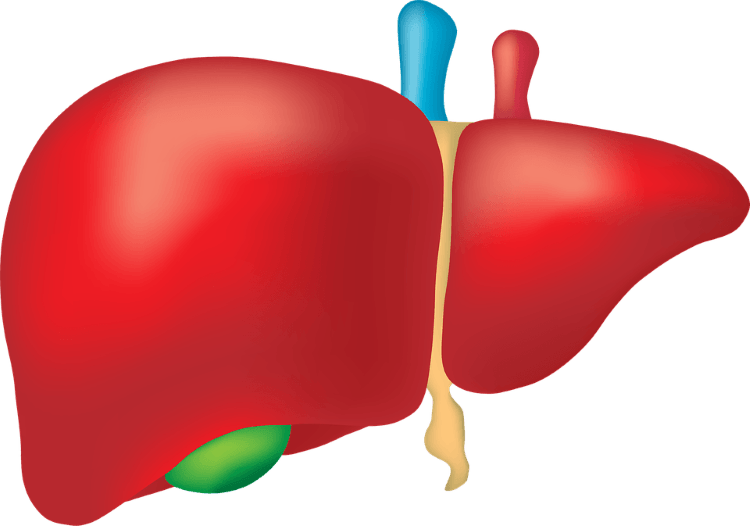 vastu shastra liver health