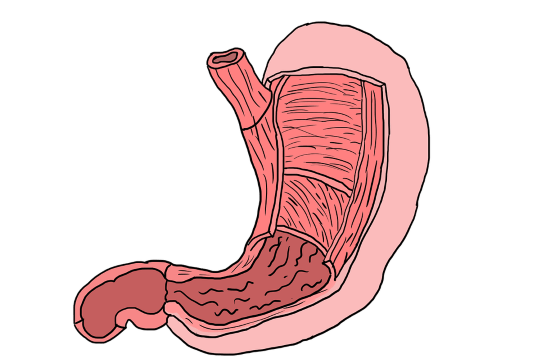 vastu shastra stomach health