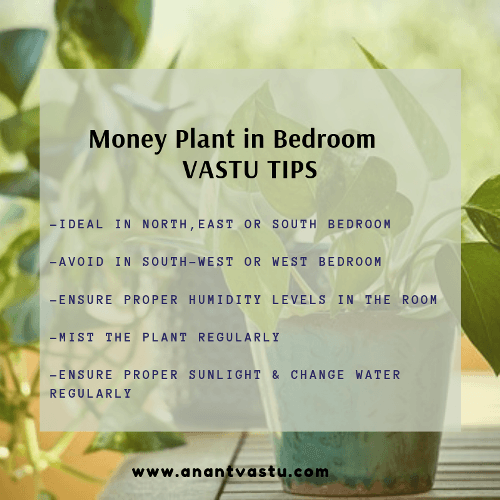 money plant bedroom